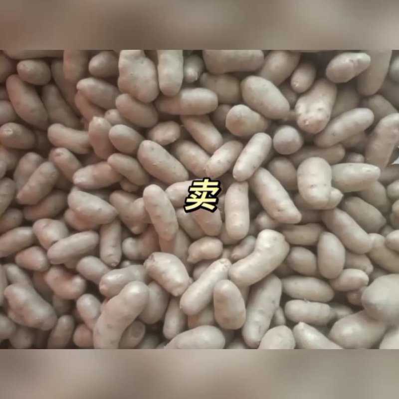 小白嘴手检山药豆