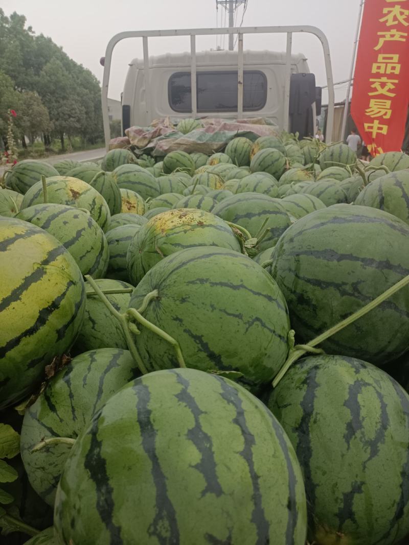 枣阳万亩甜王西瓜，产地直销，代购代收，欢迎考查