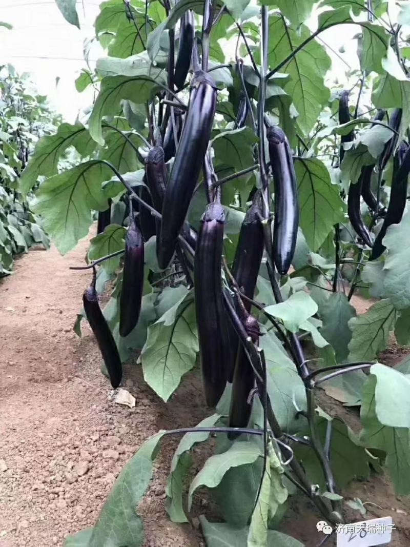 （热销）河北邯郸嫁接圆茄苗嫁接长茄，基地直供、全国发货，