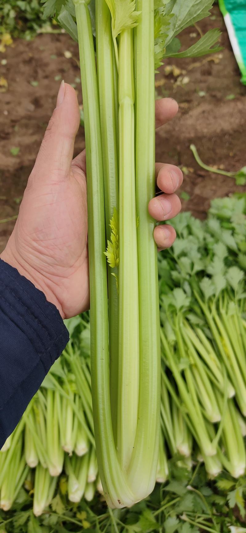 商河扁青芸豆