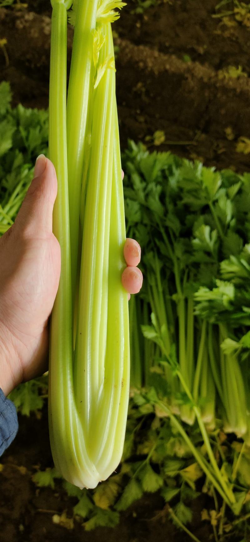 商河扁青芸豆