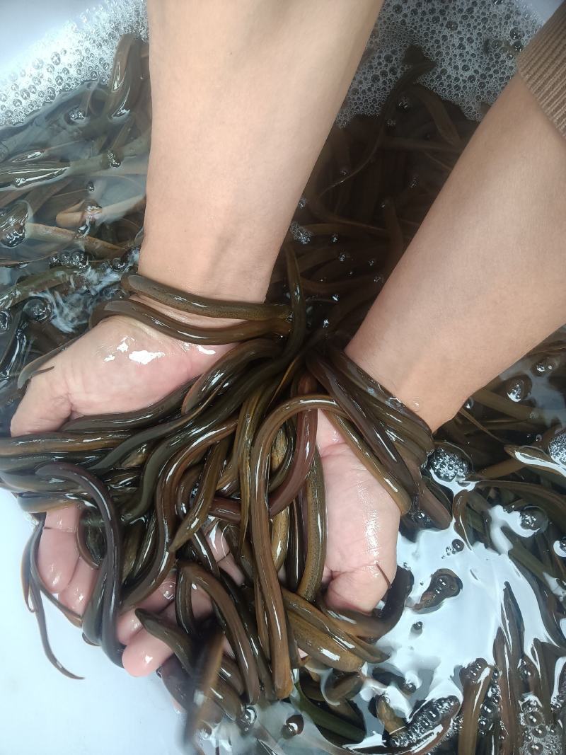 黄鳝鱼苗，杂交良种快大好养场地直销零售