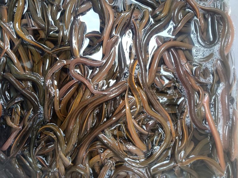 黄鳝鱼苗，杂交良种快大好养场地直销零售