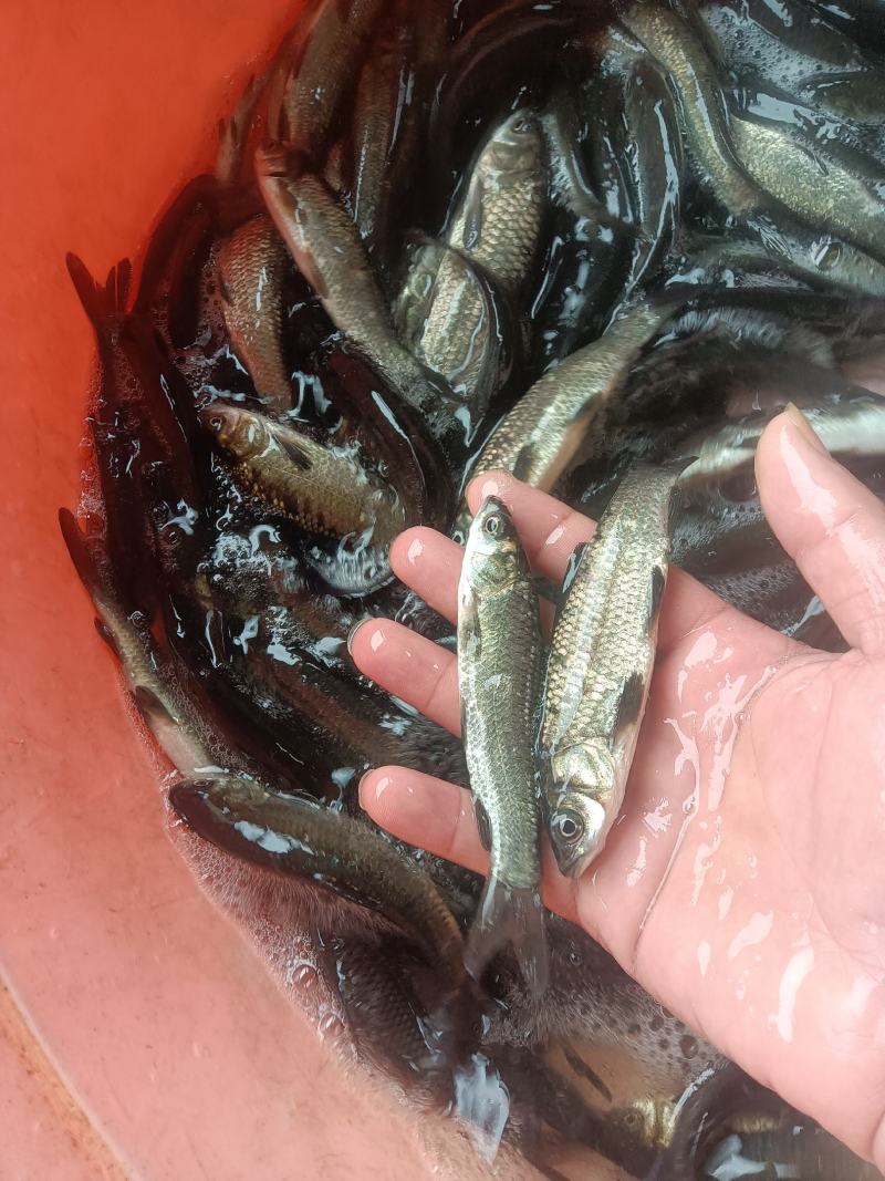 黑鲩鱼苗，杂交良种快大好养场地直销零售