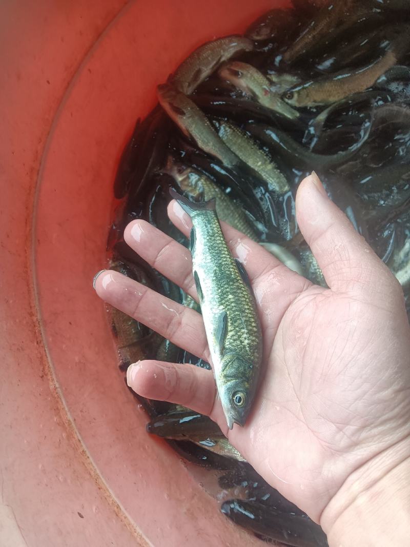 黑鲩鱼苗，杂交良种快大好养场地直销零售
