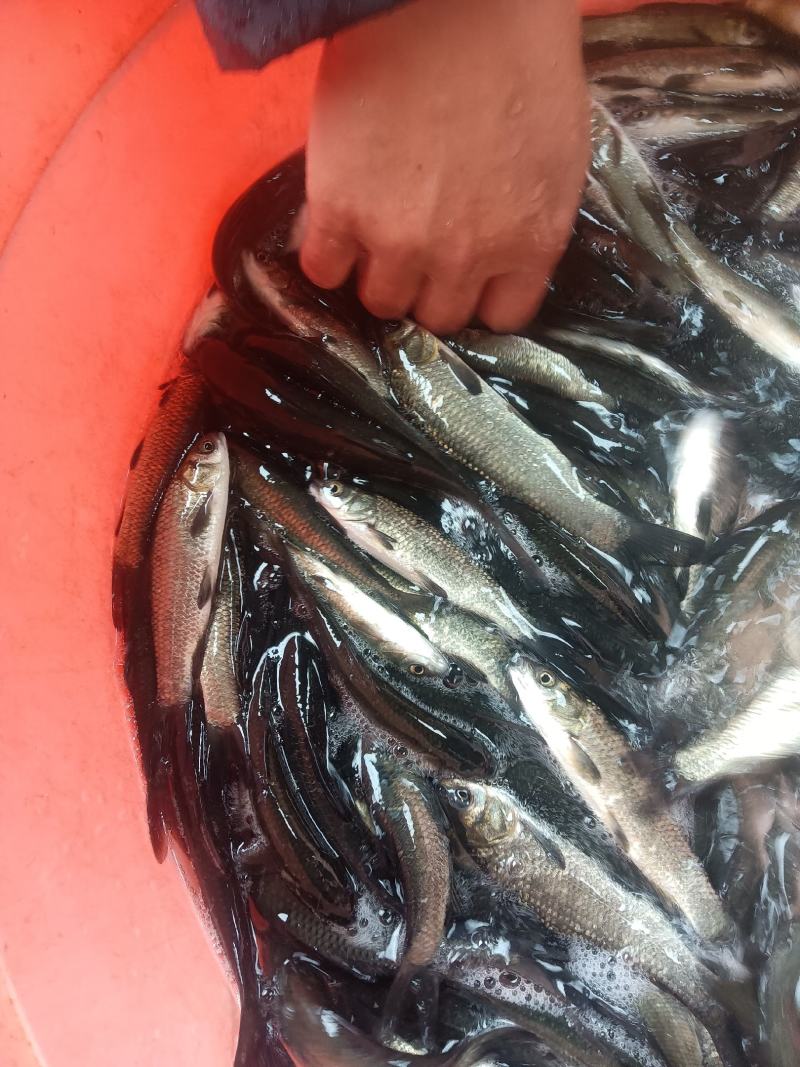黑鲩鱼苗，杂交良种快大好养场地直销零售