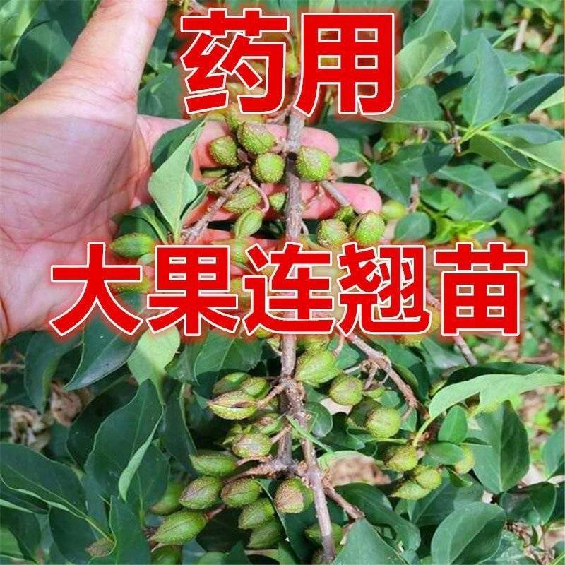 【推存】连翘苗药用3号5号连翘苗，一年二年连翘苗欢迎订购