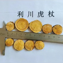 虎杖片虎杖圆片虎杖精品段虎杖投料大货包含量