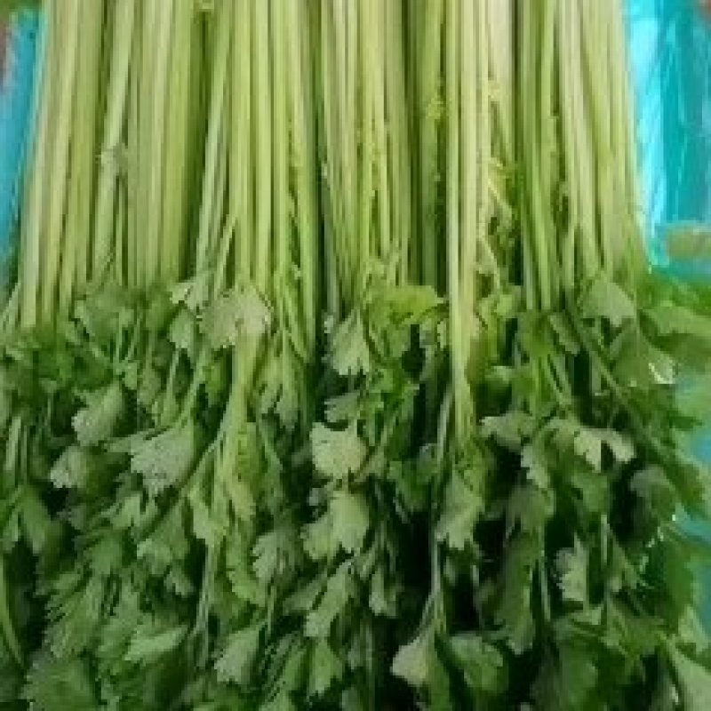 香芹