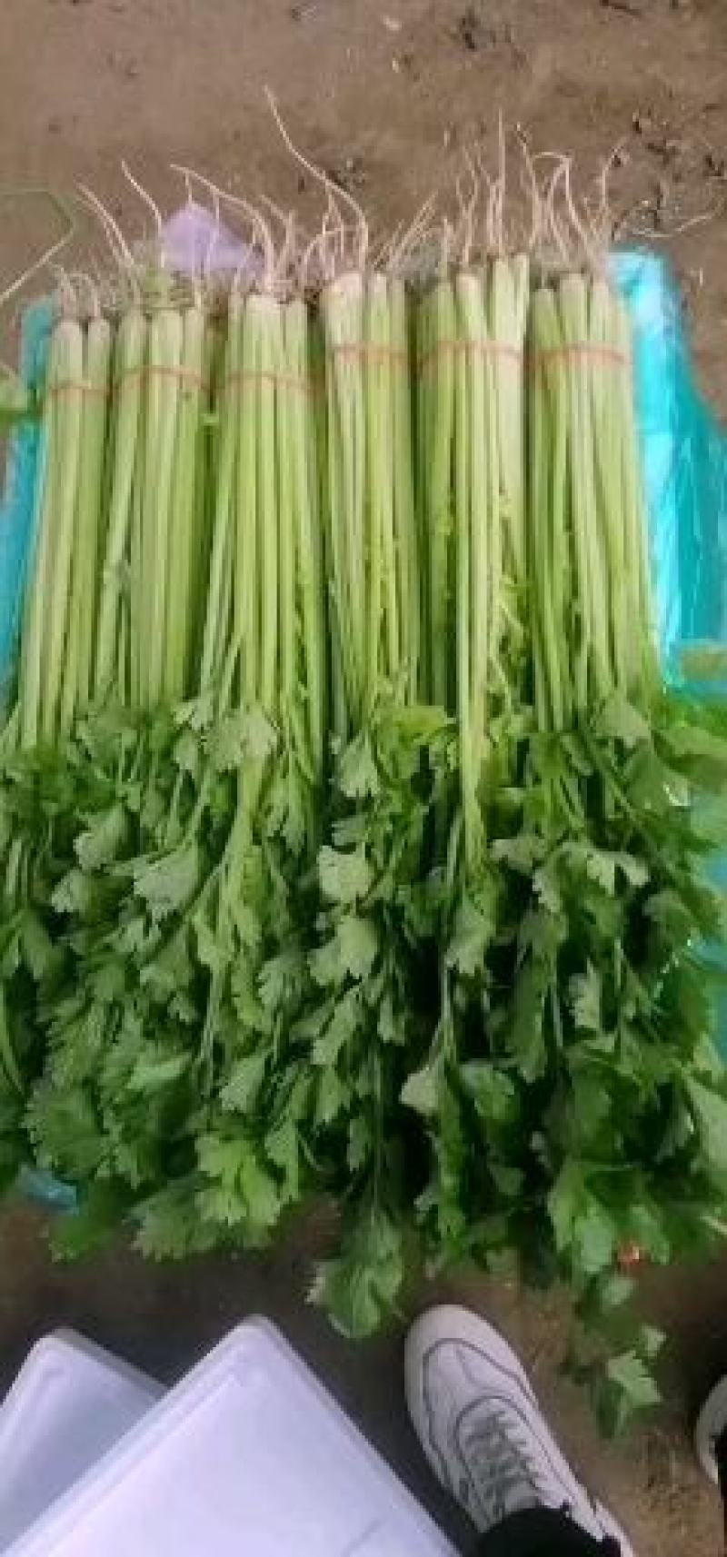 香芹