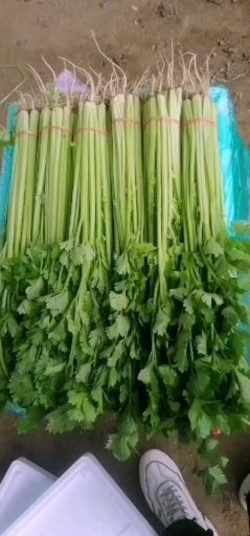 香芹