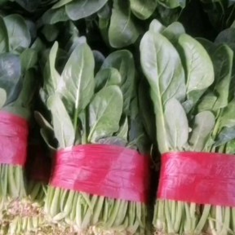大叶菠菜