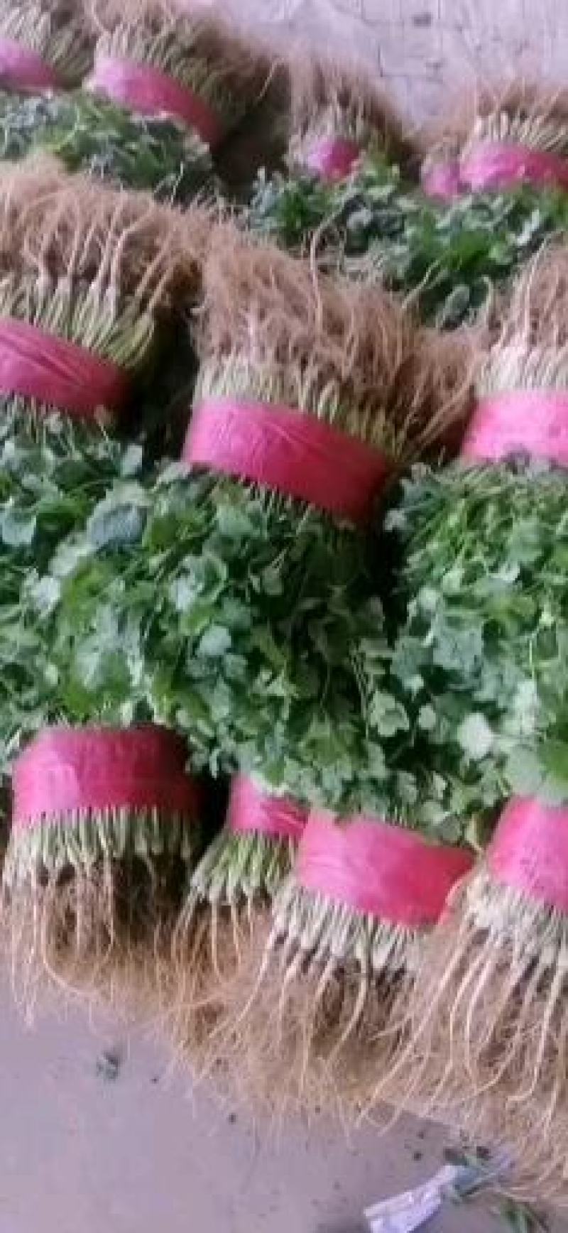 大叶香菜