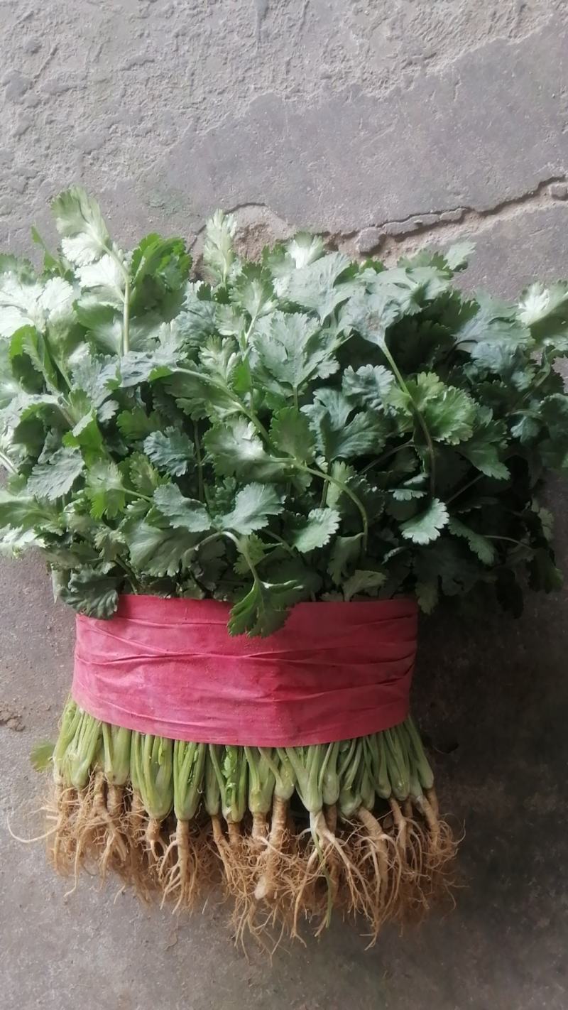 大叶香菜