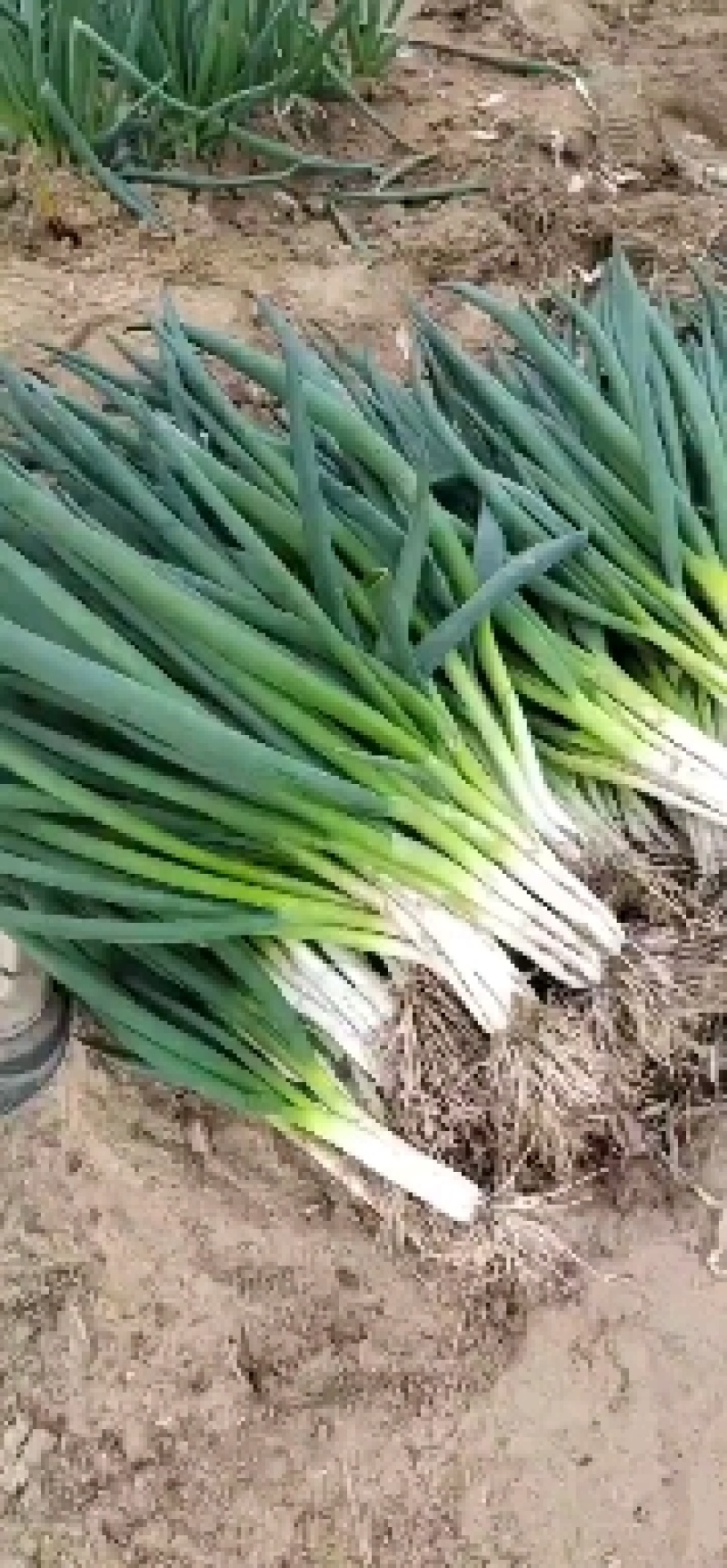 精品小葱，面积大，质量好，价格便宜