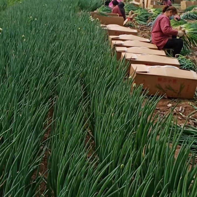 精品小葱，面积大，质量好，价格便宜