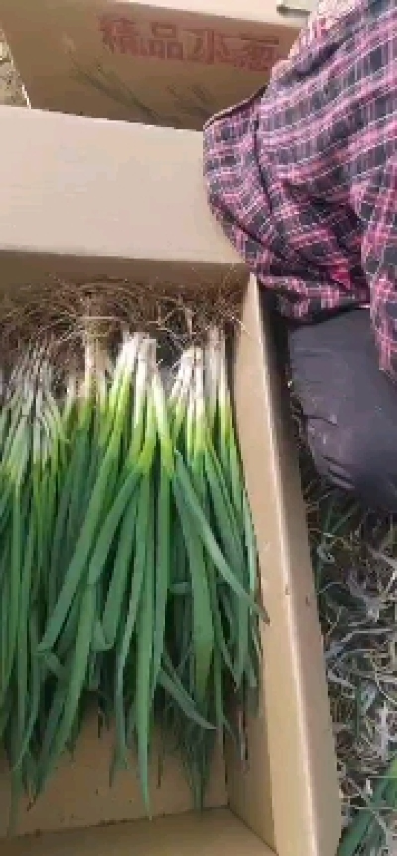 精品小葱，面积大，质量好，价格便宜