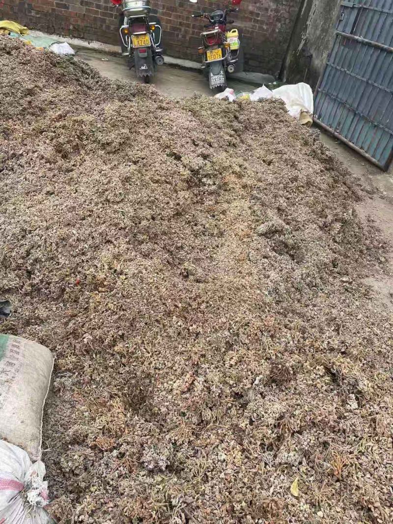 倍花，有现货，单宁酸含量30多，化工厂，养鱼饲料