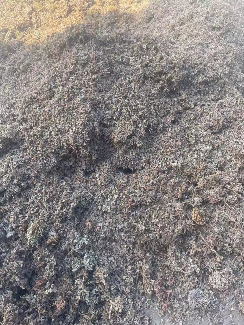 倍花，有现货，单宁酸含量30多，化工厂，养鱼饲料