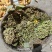 倍花，有现货，单宁酸含量30多，化工厂，养鱼饲料