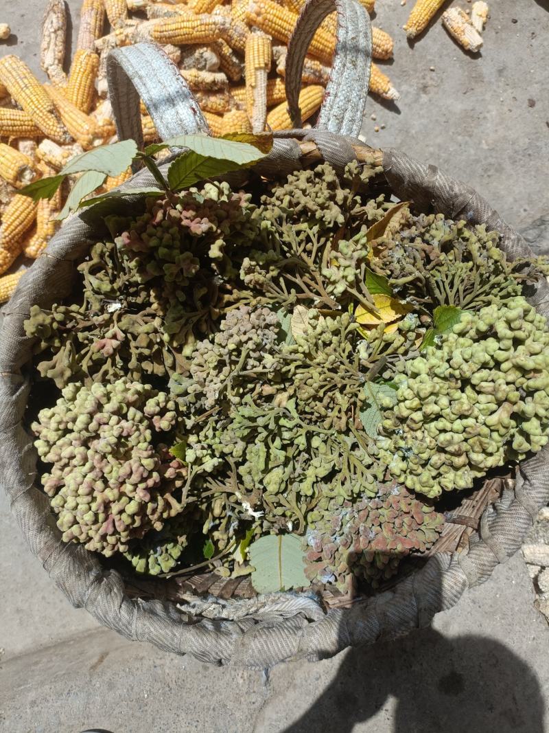 倍花，有现货，单宁酸含量30多，化工厂，养鱼饲料