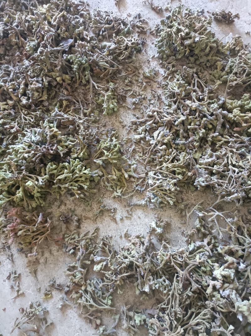 倍花，有现货，单宁酸含量30多，化工厂，养鱼饲料