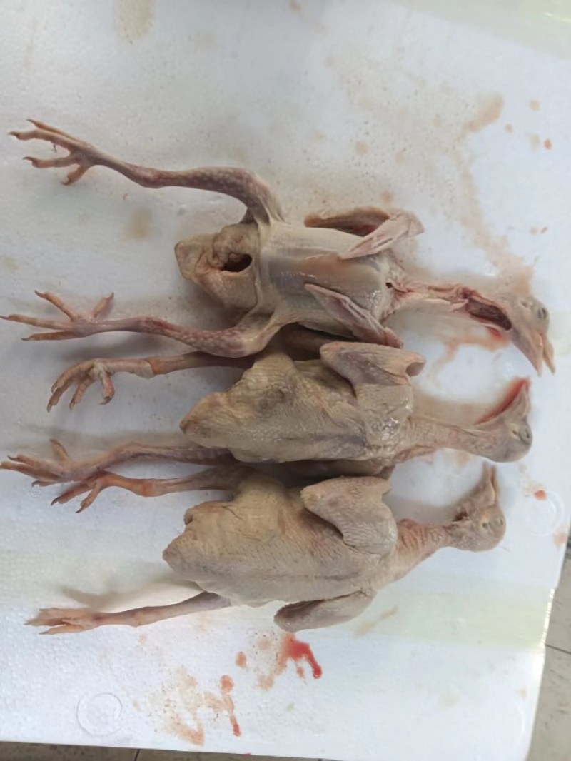 冰鲜乳鸽批发