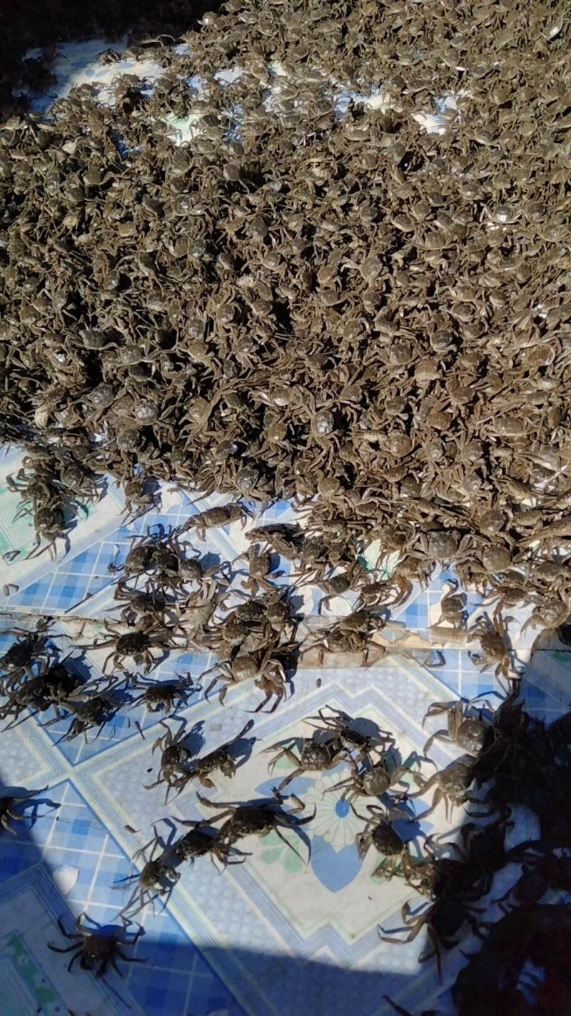 优质蟹苗，保证质量死蟹包赔成活率高，免费提供技术指导，适