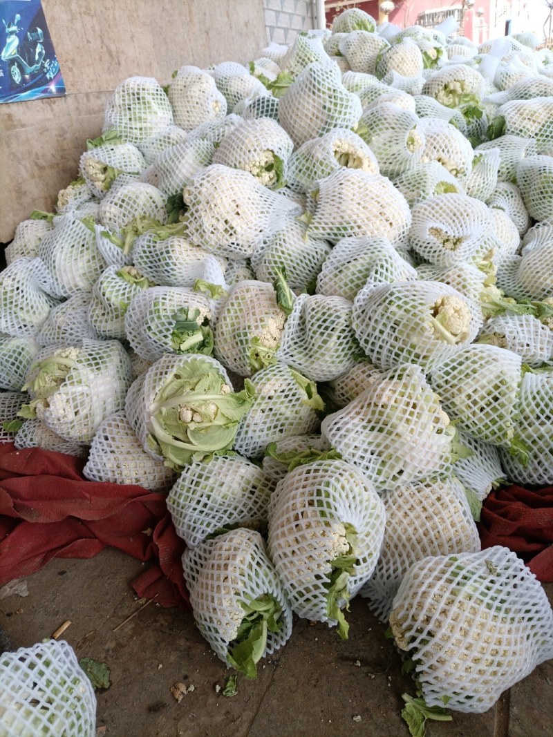 精品河南有机花，产地一手货源，品质保证，欢迎采购