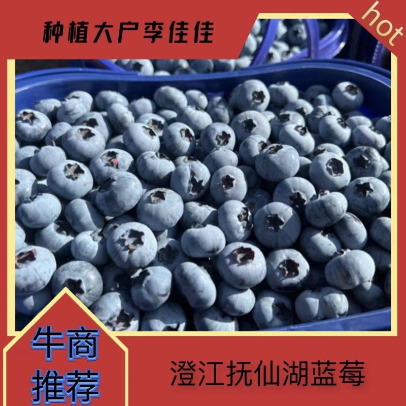云南抚仙湖蓝莓顺丰空运基地直发一手货源