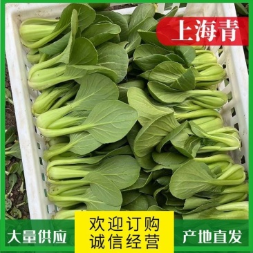 安徽太和精品上海青，产地直发，大量有货质量保证全国发货