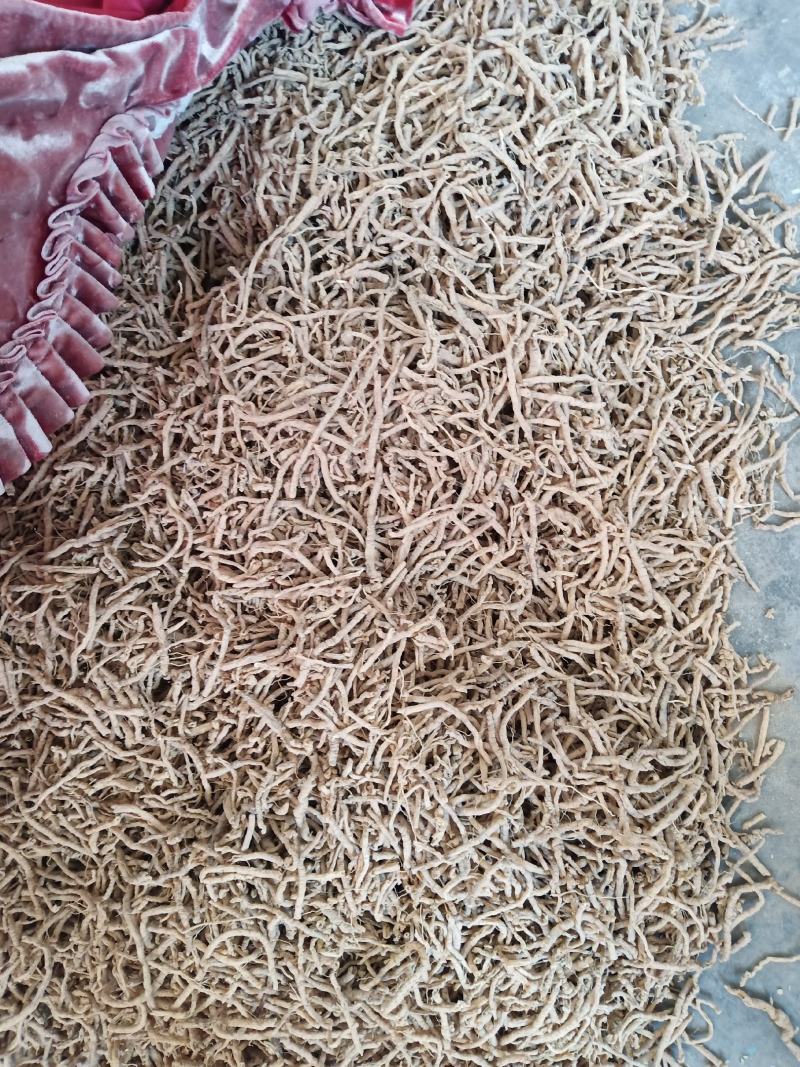 远志筒山西正品，要的来预定欢迎咨询，信誉第一，量大从优。