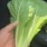 【牛商推荐】安徽太和精品快菜毛白菜产地直发全国发货