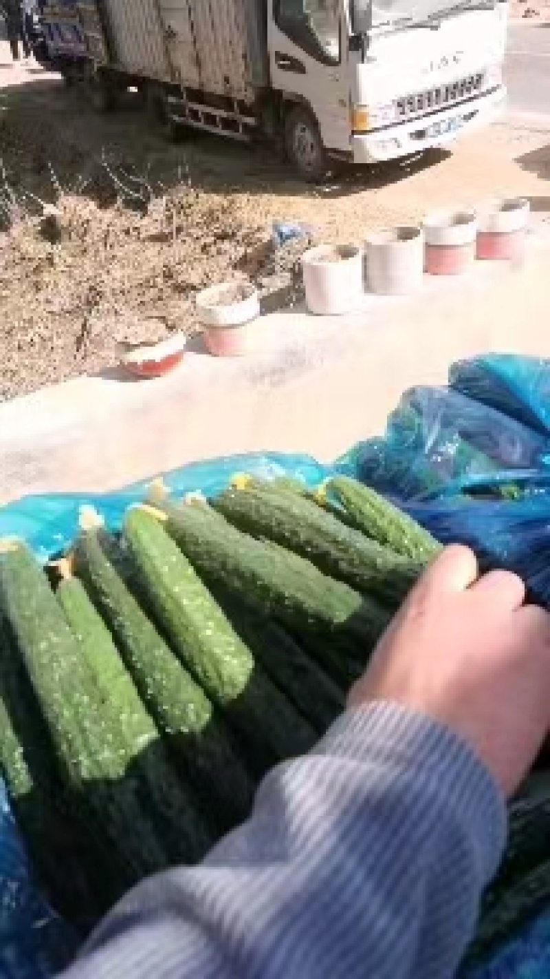 商丘黄瓜-密刺黄瓜大量上市，产地现货质量保证！代发全国