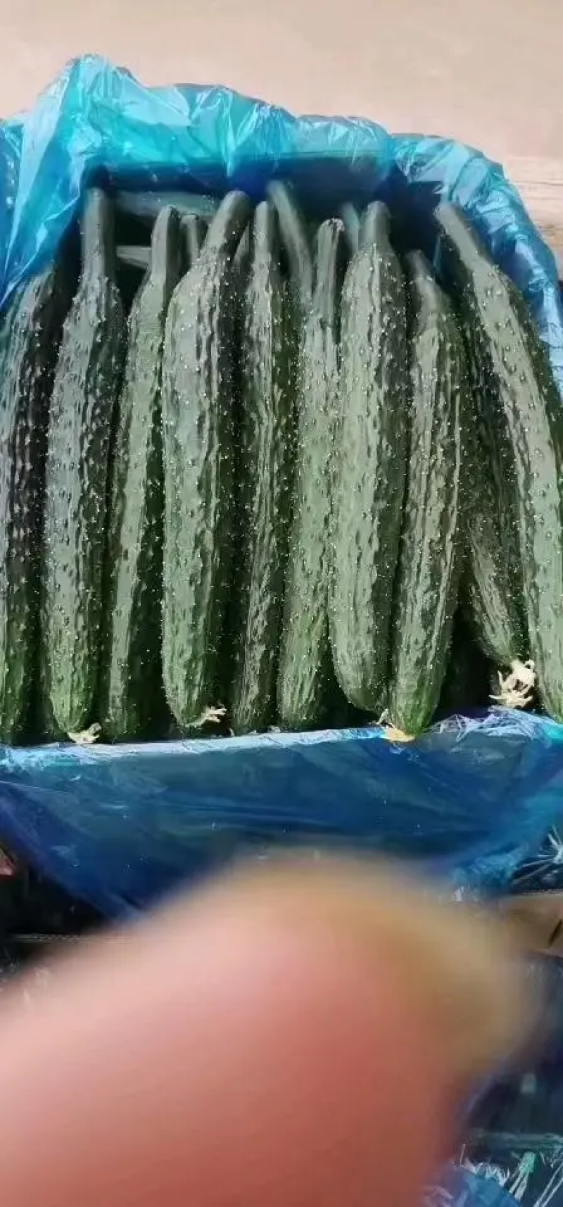 商丘黄瓜-密刺黄瓜大量上市，产地现货质量保证！代发全国
