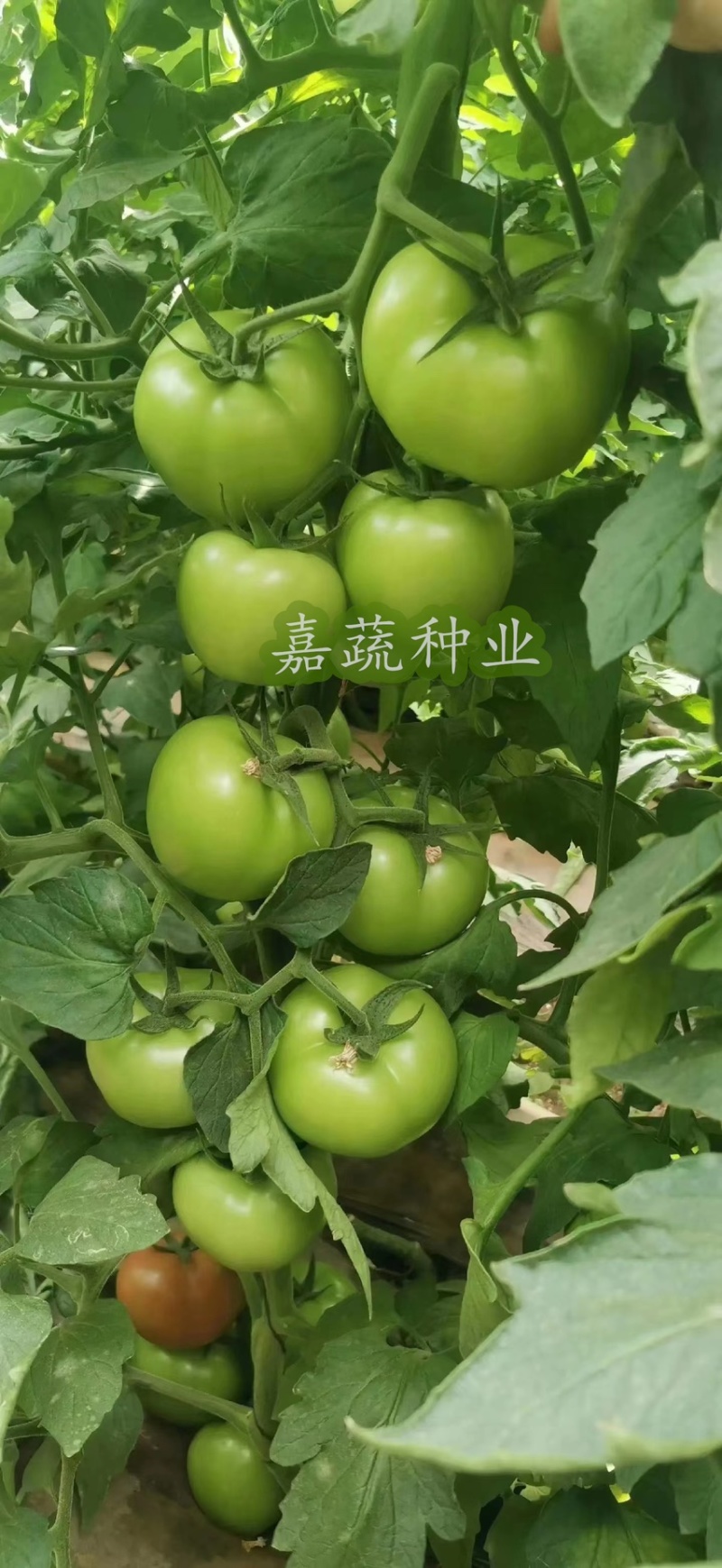 西红柿苗，抗病毒西红柿苗，大果硬粉番茄苗