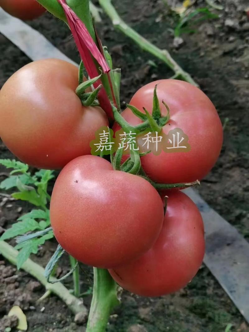 西红柿苗，抗病毒西红柿苗，大果硬粉番茄苗