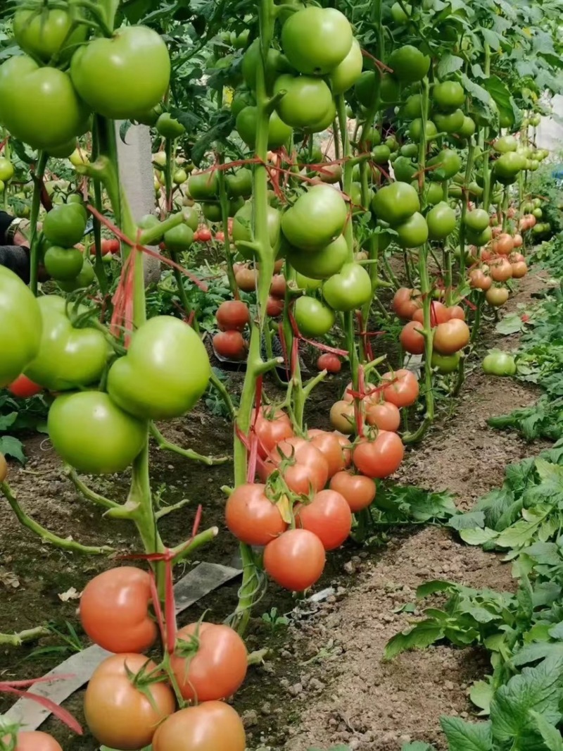 西红柿苗，抗病毒西红柿苗，大果硬粉番茄苗