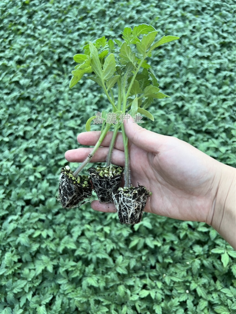 西红柿苗，抗病毒西红柿苗，大果硬粉番茄苗