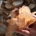 海蜇头，凉拌即食，一手货源，货源充足