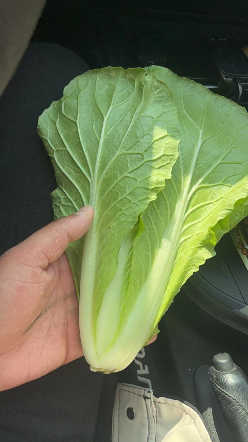 【牛商推荐】安徽太和精品快菜毛白菜产地直发全国发货