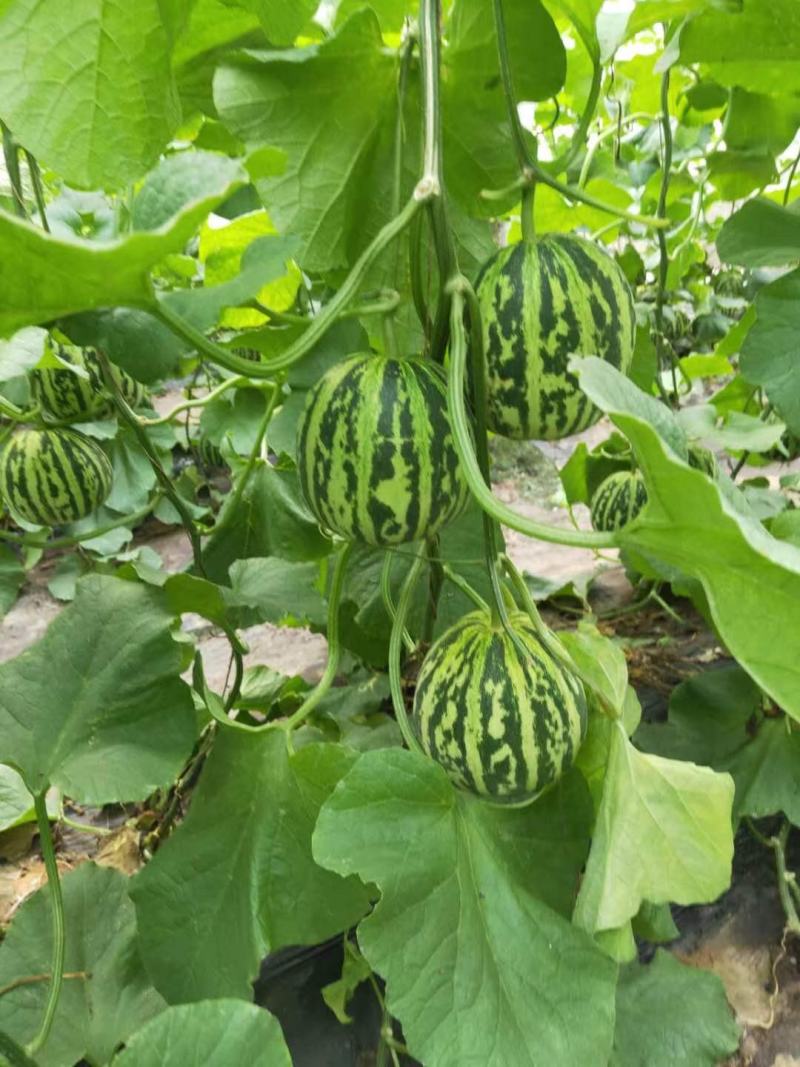 花蕾1号甜瓜1斤以上一手货源甜度高耐运输欢迎