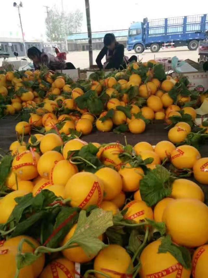 花蕾1号甜瓜1斤以上一手货源甜度高耐运输欢迎