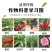 凯闲辛菌胺醋酸盐苹果树腐烂病农药杀菌剂果锈病毒病辛菌胺盐