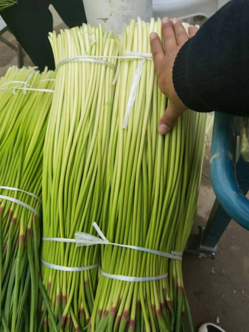 白帽蒜苔蒜薹长度70公分大量供应产地直发质量保证