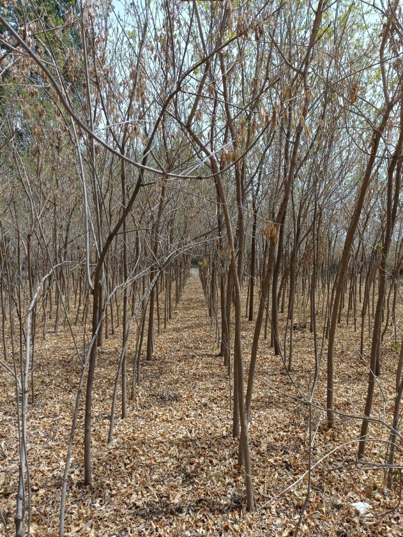 【热卖】白榆基地直发3年-4年苗全国发货欢迎咨询