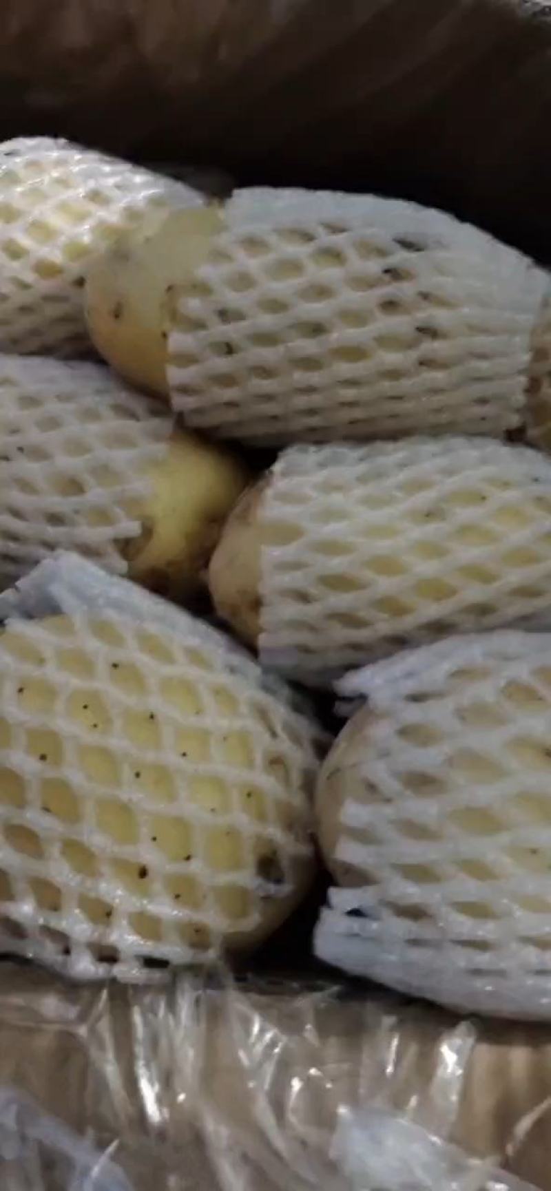 滕州三模，二模新土豆荷兰十五4.20大量上市