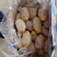 滕州三模，二模新土豆荷兰十五4.20大量上市