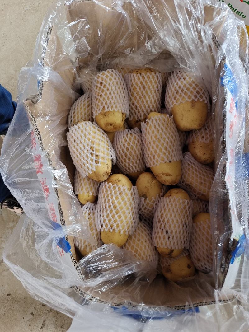 滕州三模，二模新土豆荷兰十五4.20大量上市