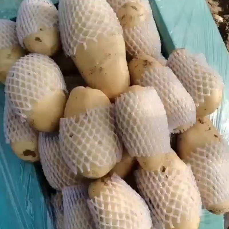 滕州三模，二模新土豆荷兰十五4.20大量上市
